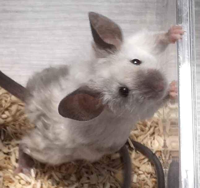 Fancy mouse Deceased Mus musculus 
