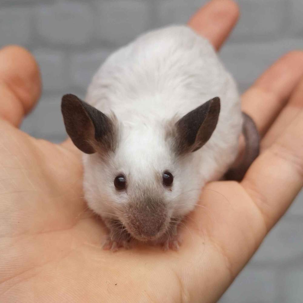 Fancy mouse Deceased Mus musculus 