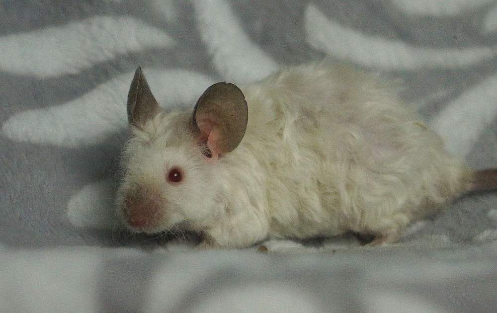 Fancy mouse Breeder Mus musculus 