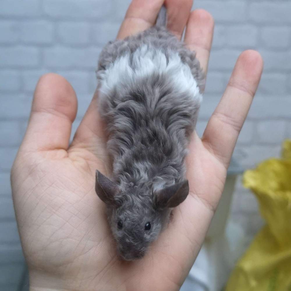 Fancy mouse Breeder Mus musculus 