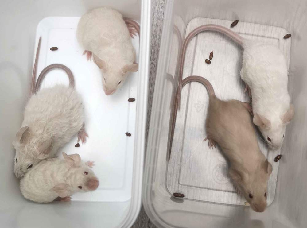 Fancy mouse Pet only Mus musculus 