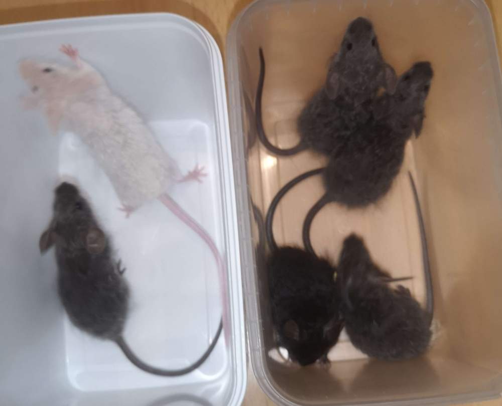 Fancy mouse Breeder Mus musculus 