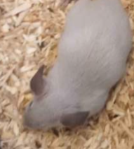 Fancy mouse Deceased Mus musculus 