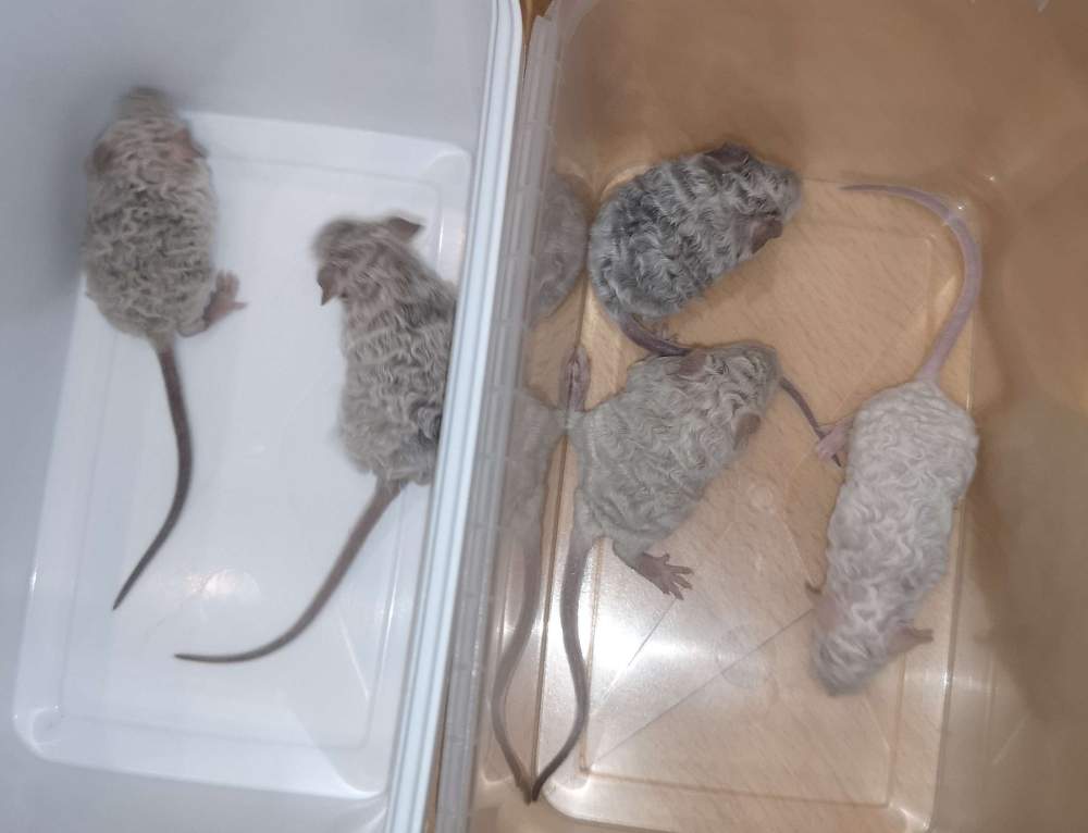 Fancy mouse Breeder Mus musculus 