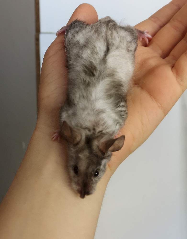 Fancy mouse Retired Mus musculus 