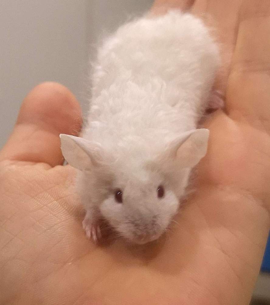 Fancy mouse Pet only Mus musculus 