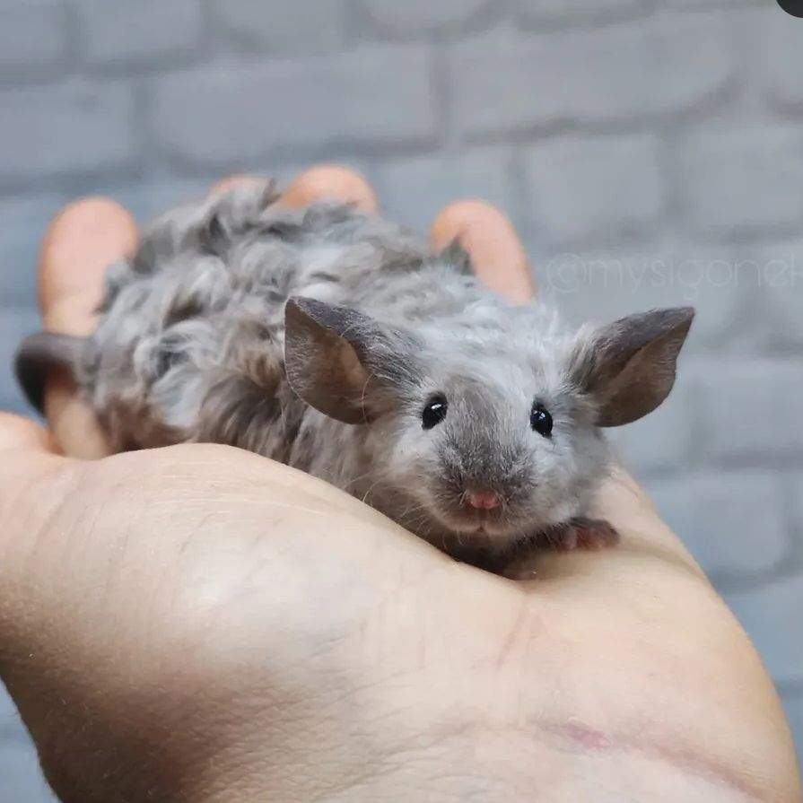 Fancy mouse Breeder Mus musculus 