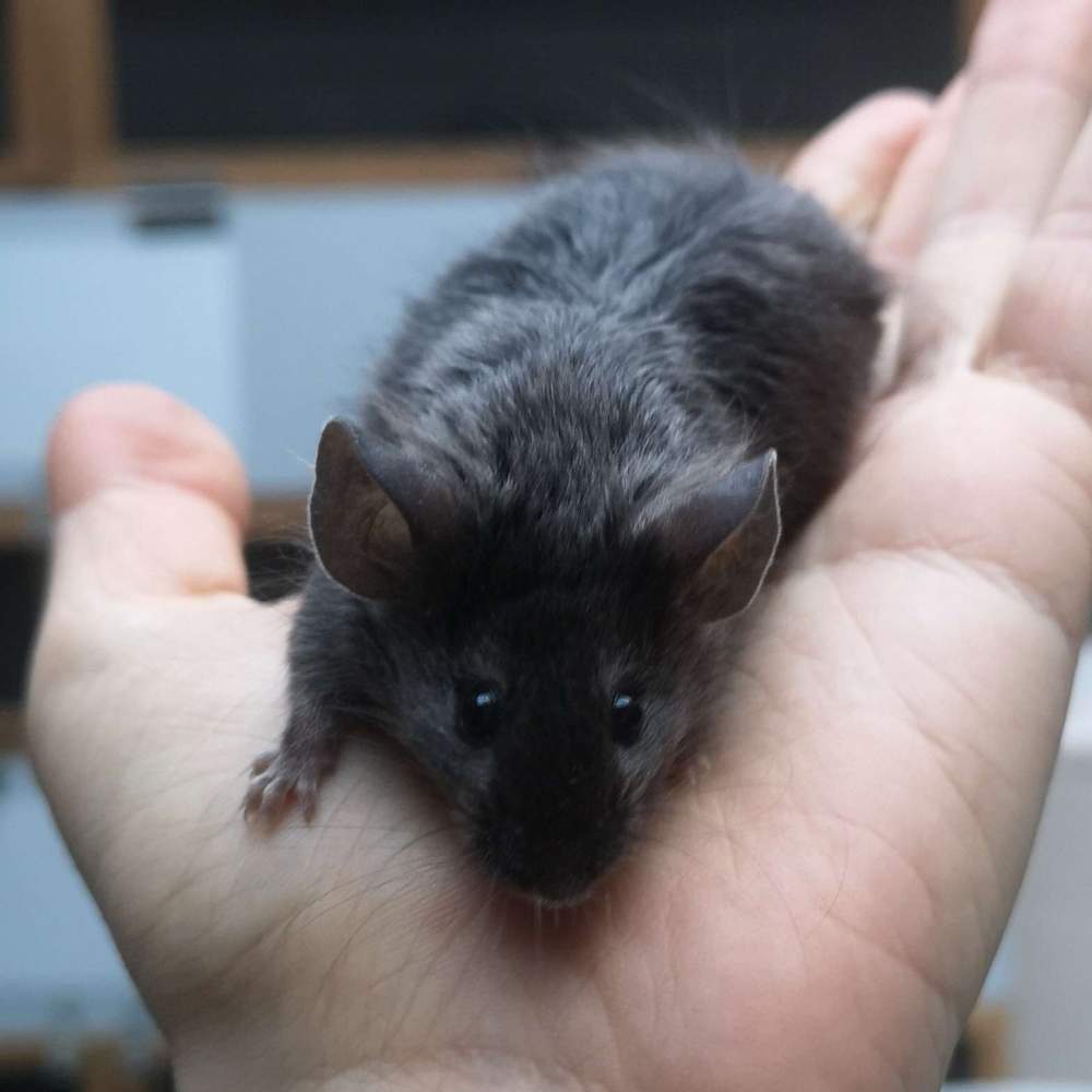 Fancy mouse Breeder Mus musculus 