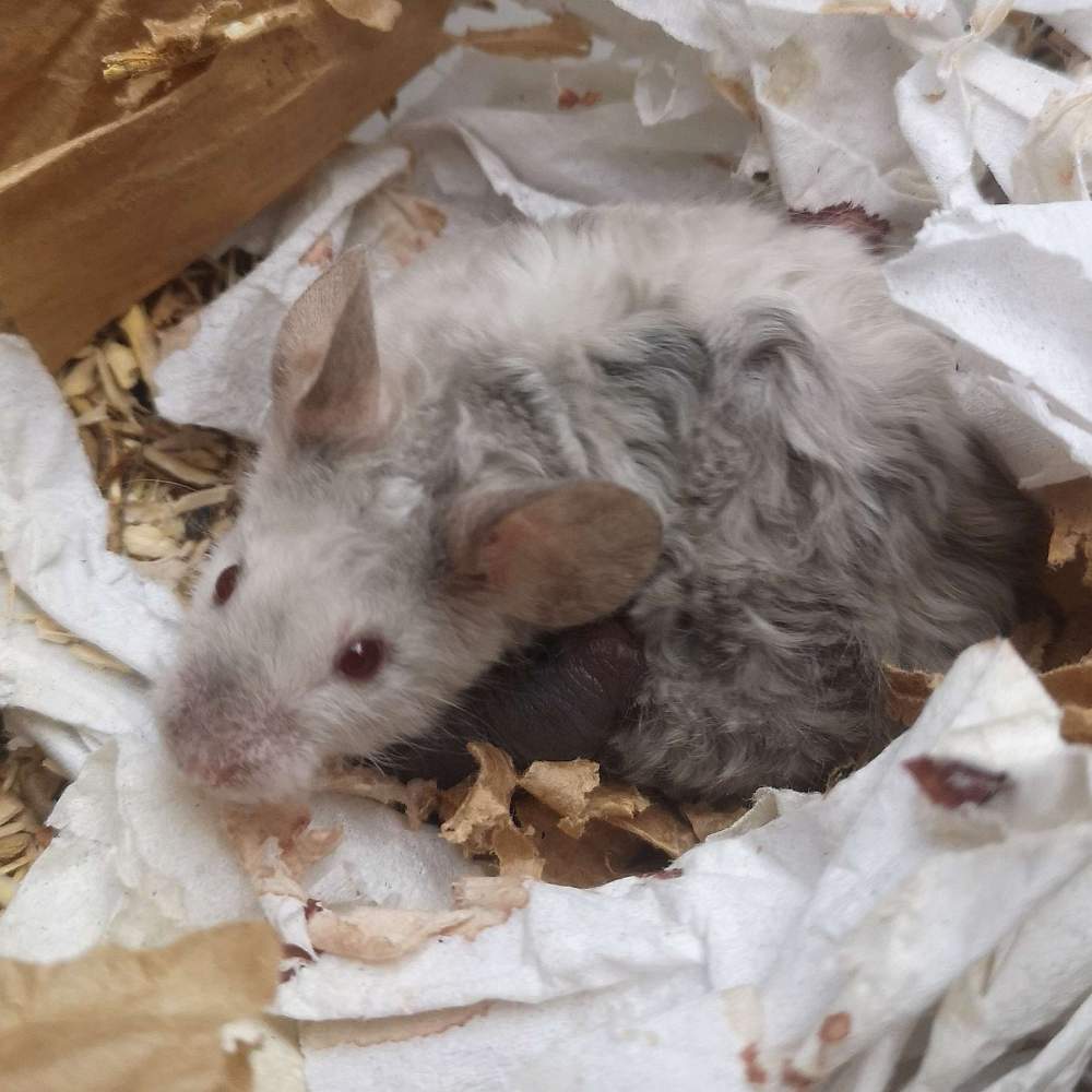 Fancy mouse Breeder Mus musculus 