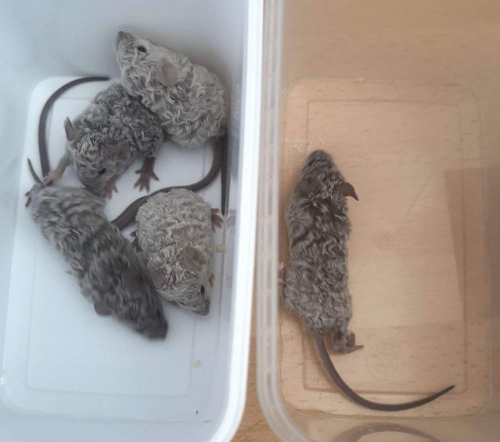 Fancy mouse Breeder Mus musculus 