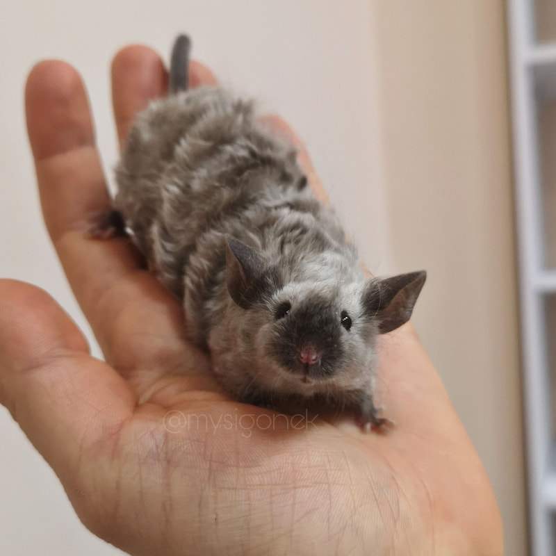 Fancy mouse Pet only Mus musculus 