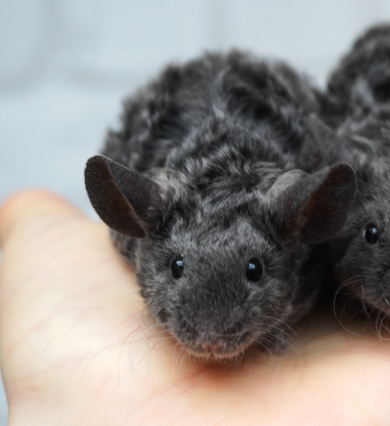 Fancy mouse Breeder Mus musculus 