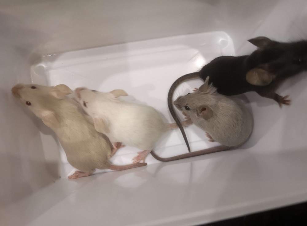 Fancy mouse Breeder Mus musculus 