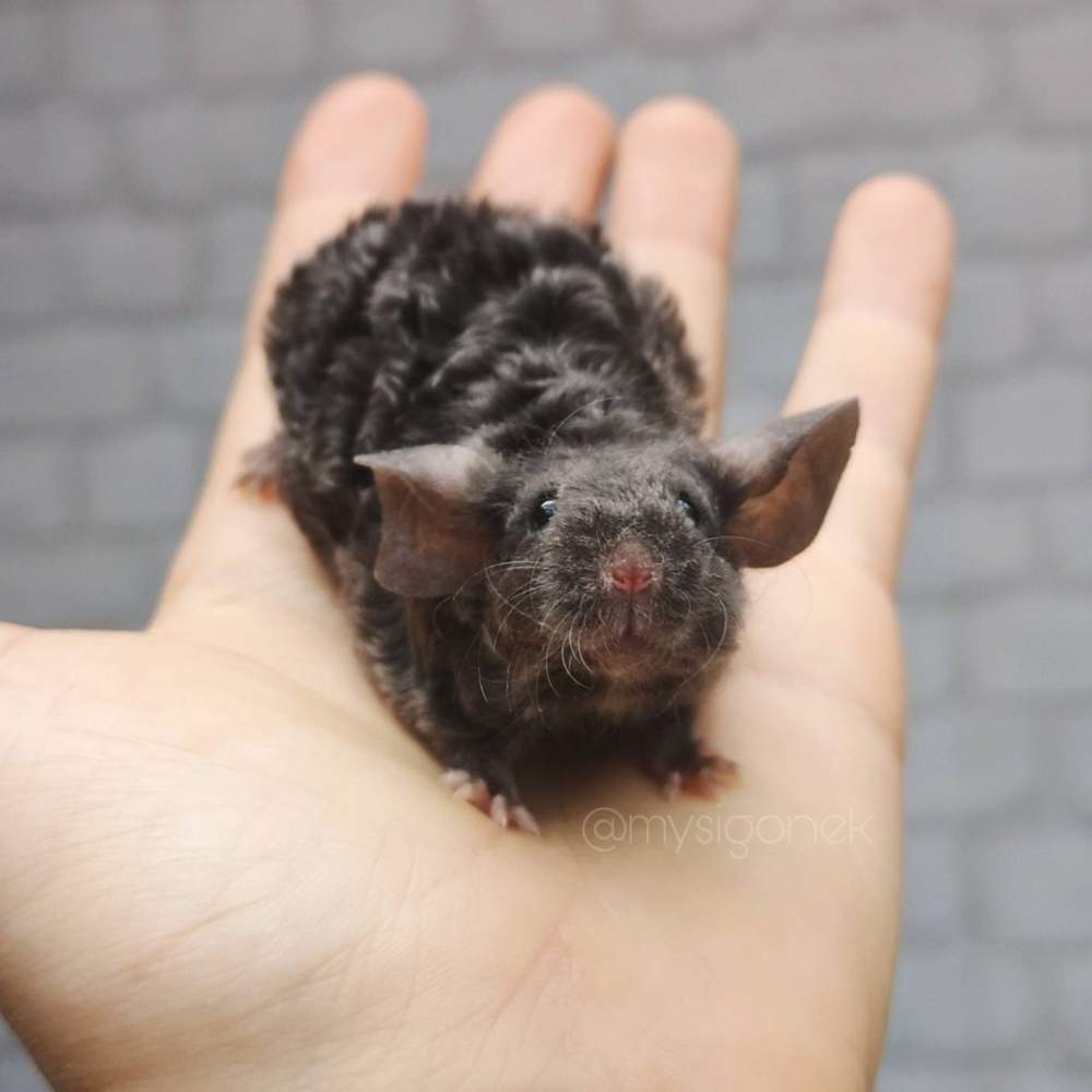 Fancy mouse Breeder Mus musculus 