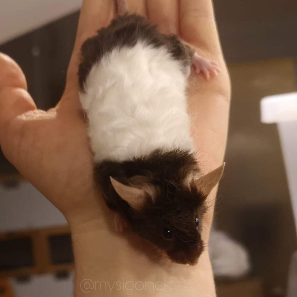 Fancy mouse Pet only Mus musculus 