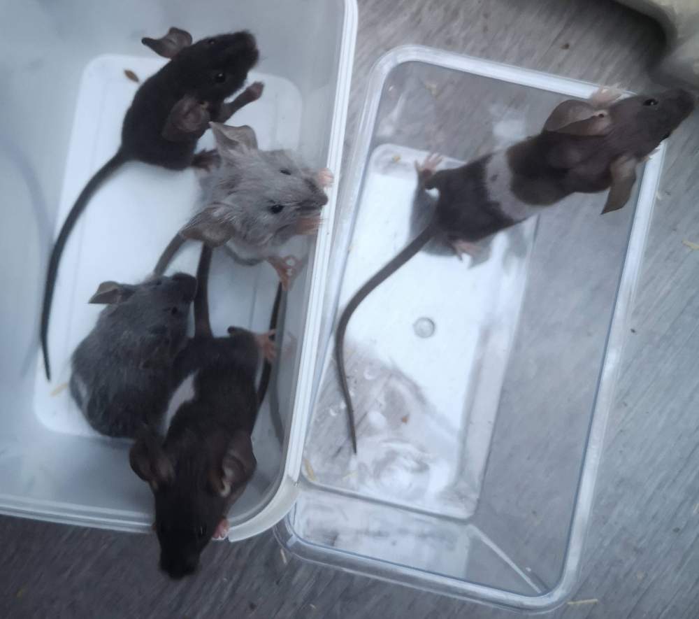 Fancy mouse Breeder Mus musculus 