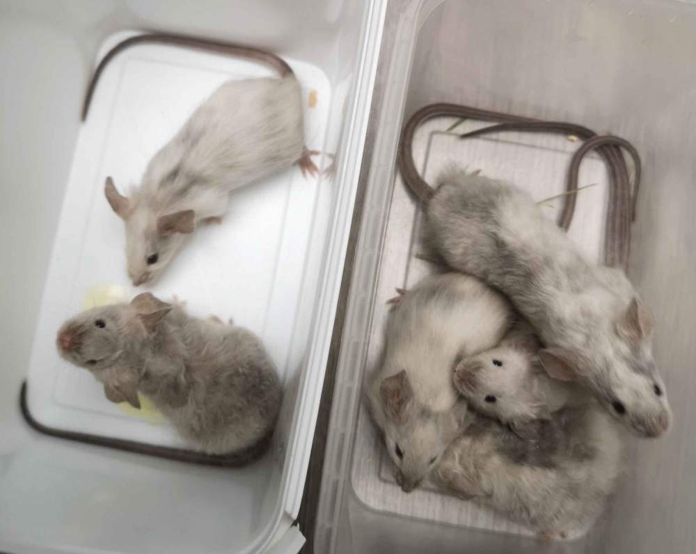 Fancy mouse Breeder Mus musculus 