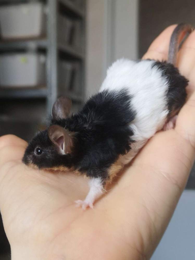Fancy mouse Breeder Mus musculus 