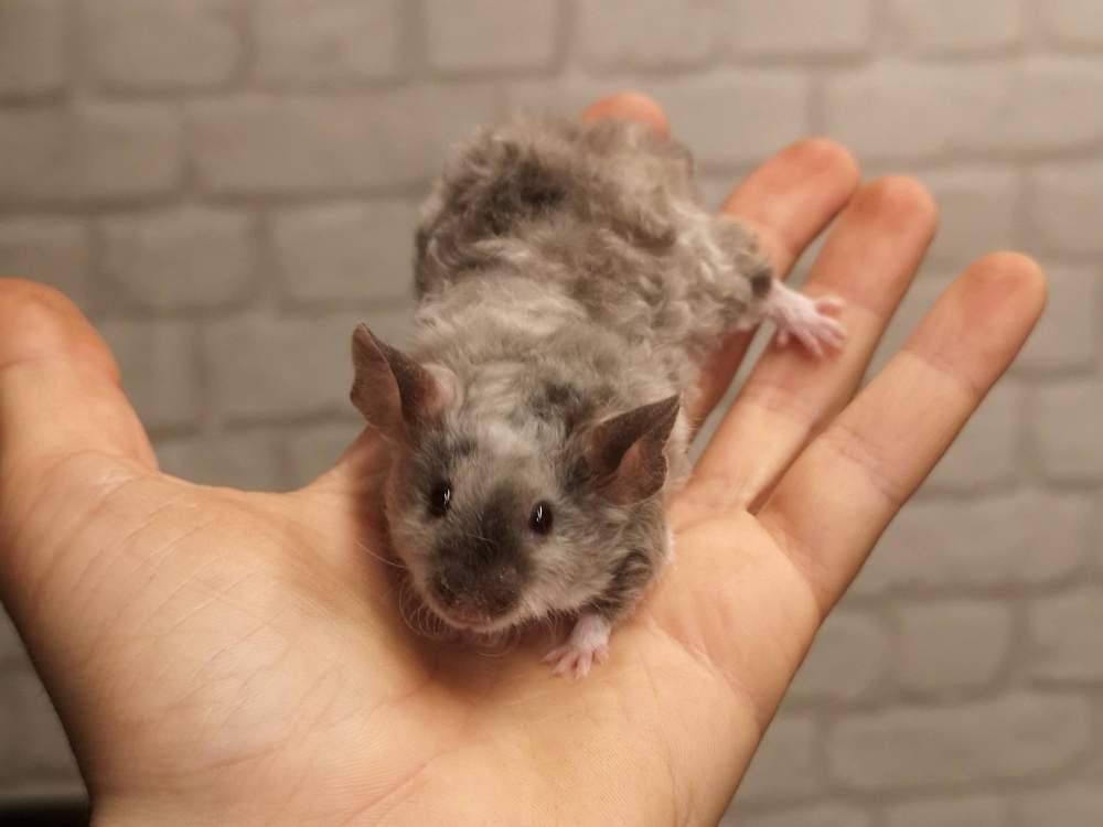 Fancy mouse Breeder Mus musculus 