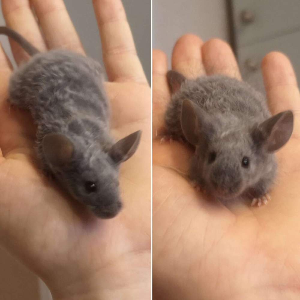 Fancy mouse Deceased Mus musculus 