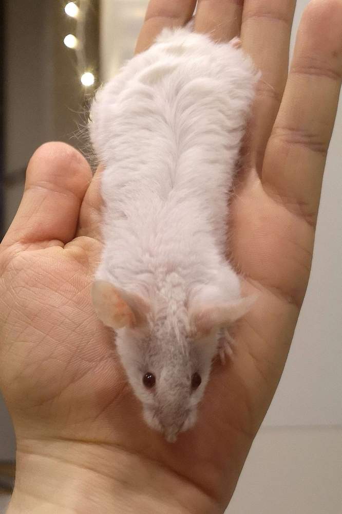 Fancy mouse Breeder Mus musculus 