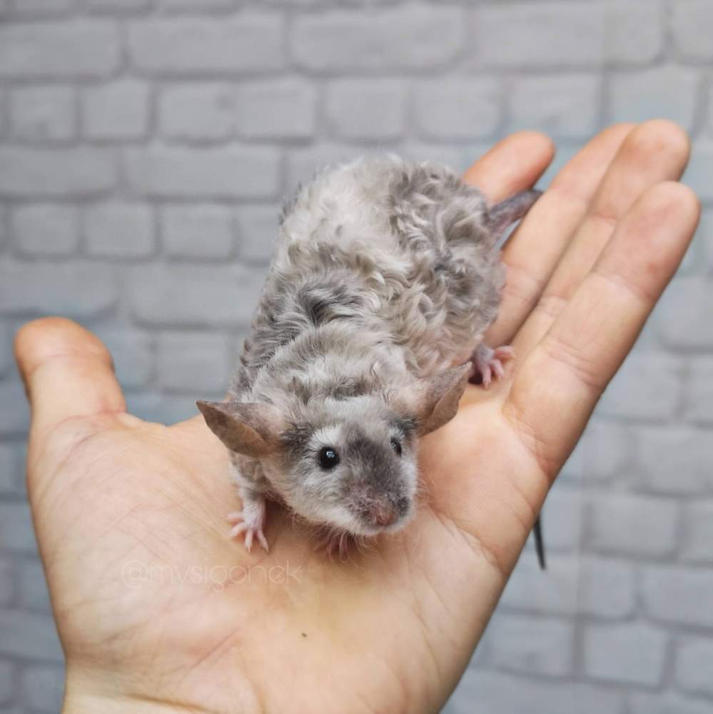 Fancy mouse Breeder Mus musculus 