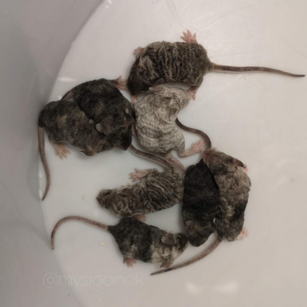 Fancy mouse Breeder Mus musculus 