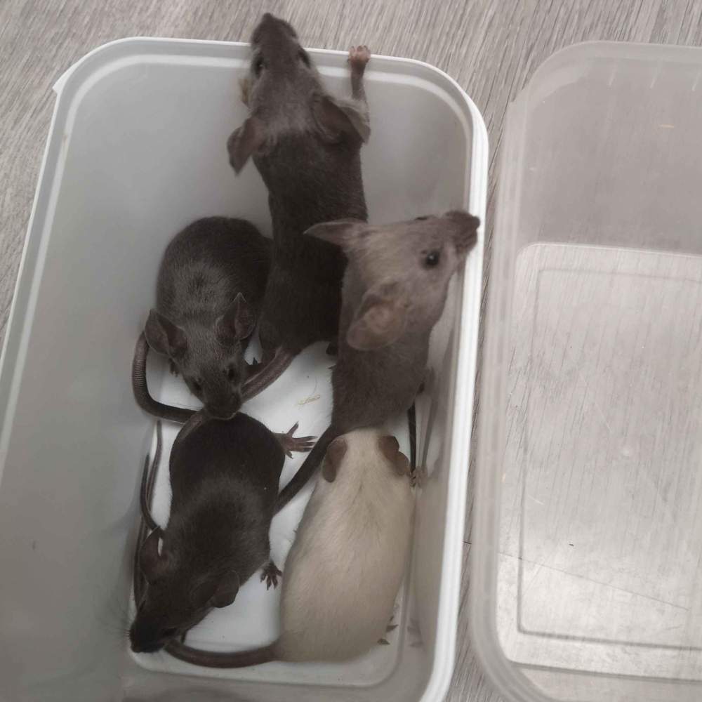 Fancy mouse Breeder Mus musculus 