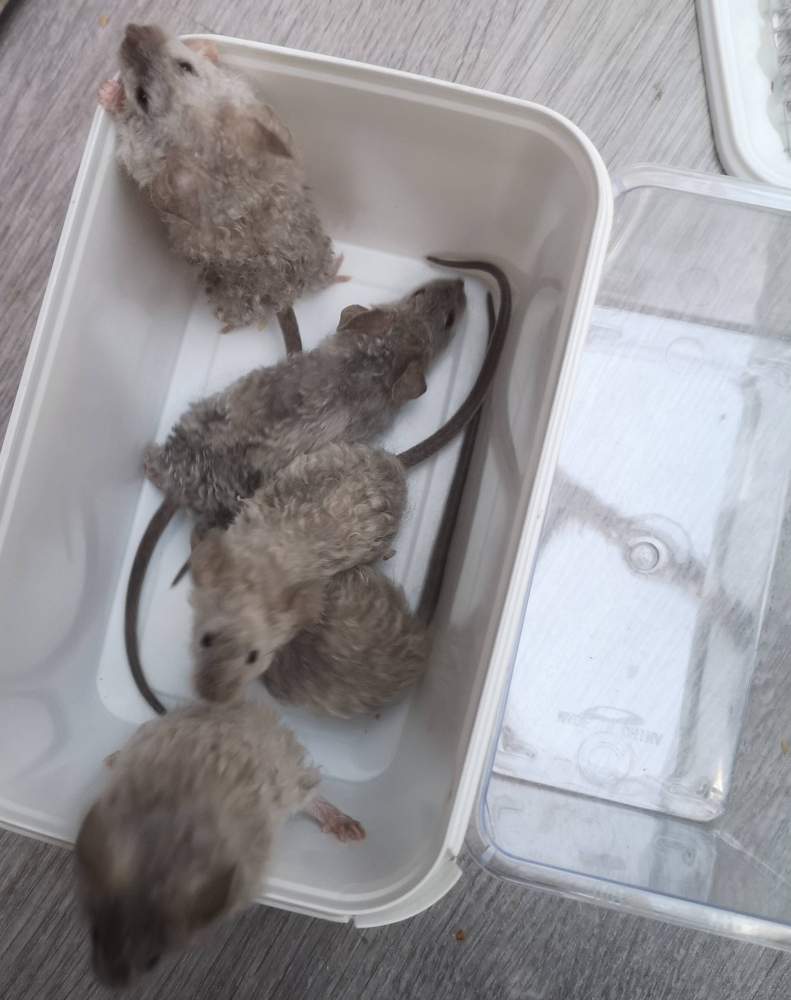 Fancy mouse Breeder Mus musculus 