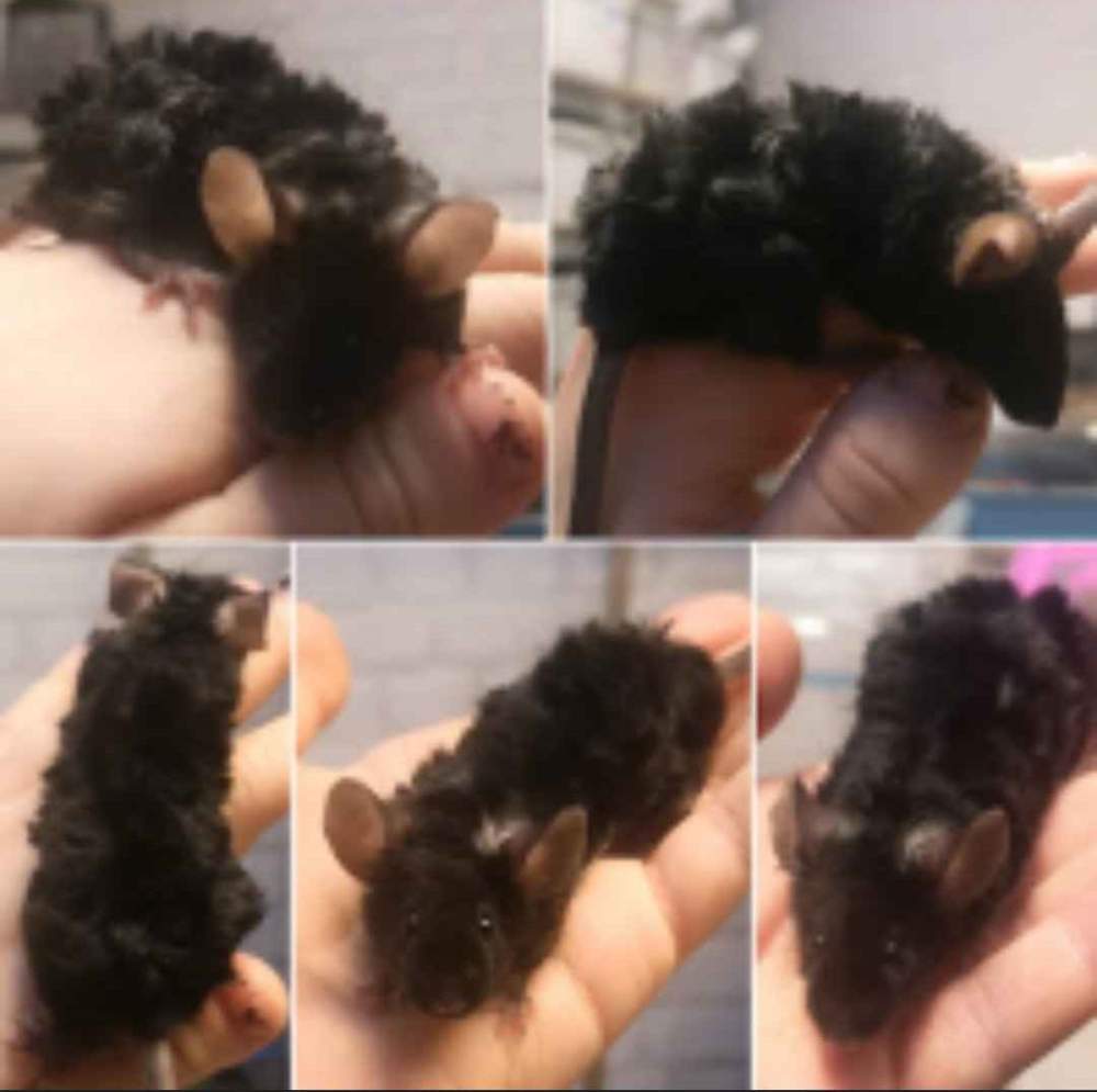 Fancy mouse Pet only Mus musculus 