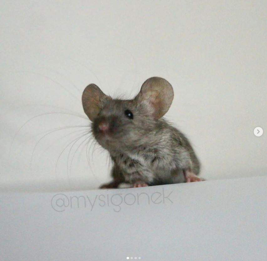 Fancy mouse Rehomed Mus musculus 