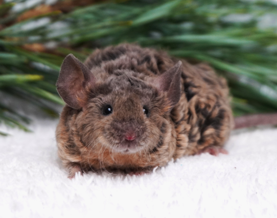 Fancy mouse Breeder Mus musculus 