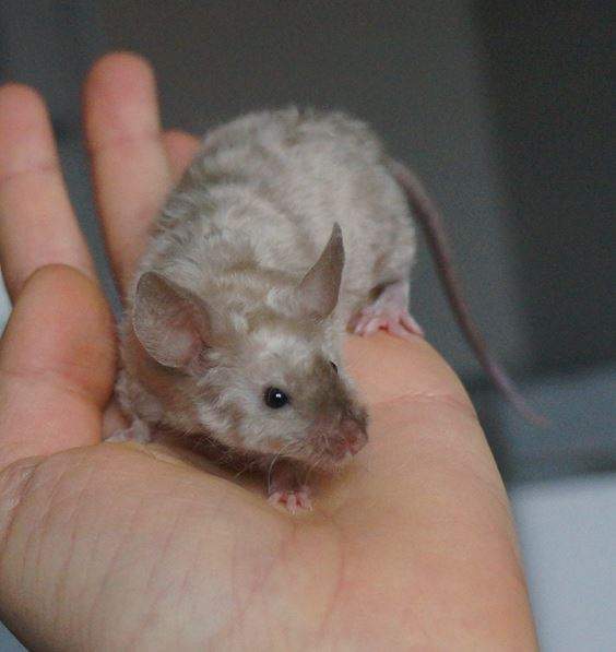 Fancy mouse Rehomed Mus musculus 