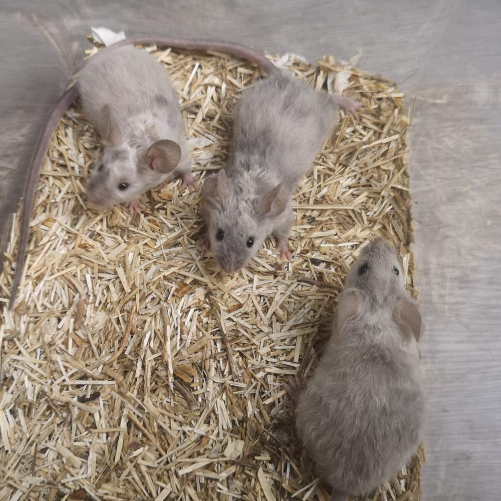Fancy mouse Breeder Mus musculus 
