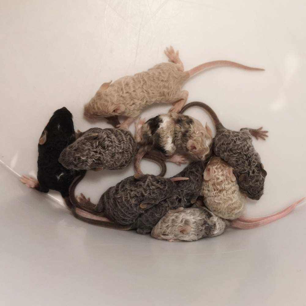 Fancy mouse Breeder Mus musculus 