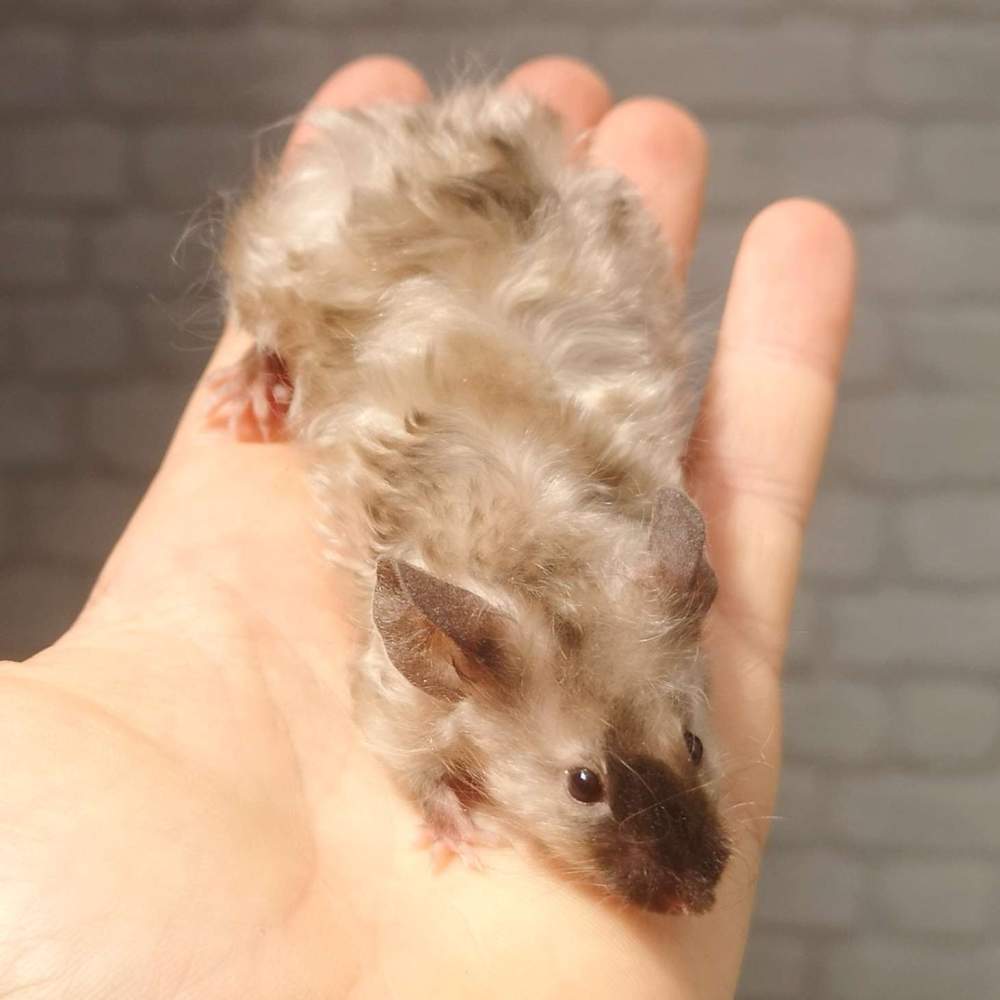 Fancy mouse Breeder Mus musculus 