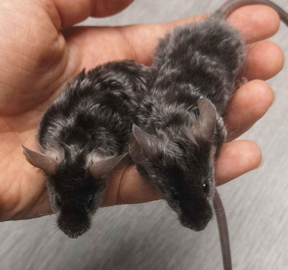 Fancy mouse Pet only Mus musculus 