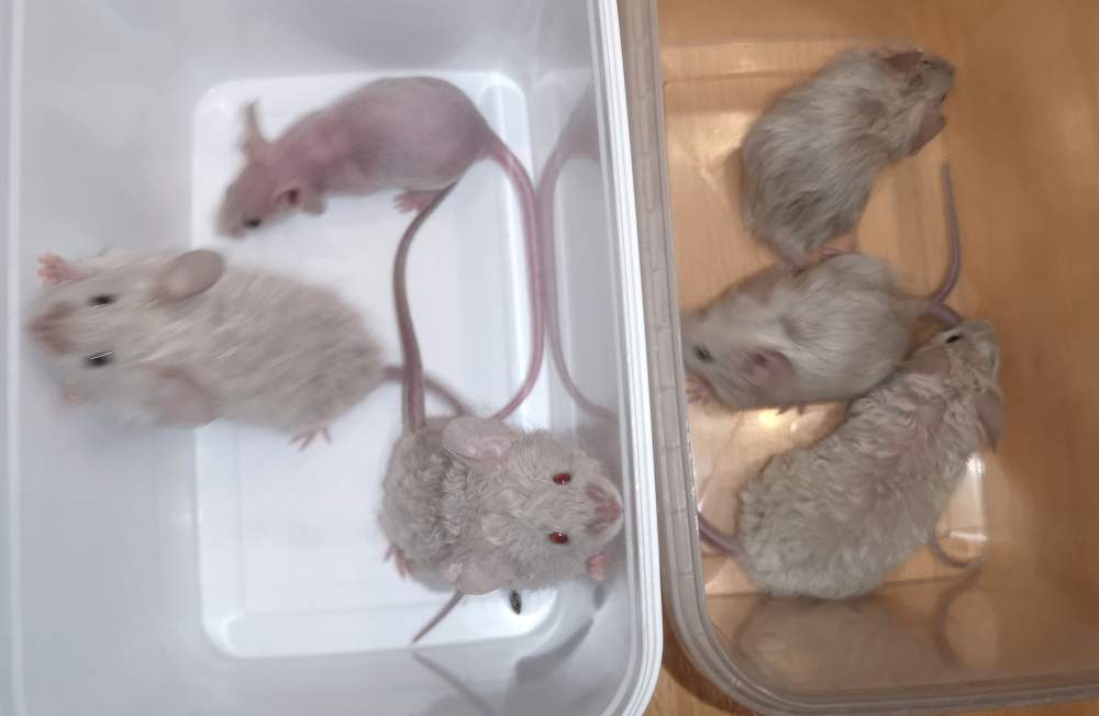 Fancy mouse Breeder Mus musculus 