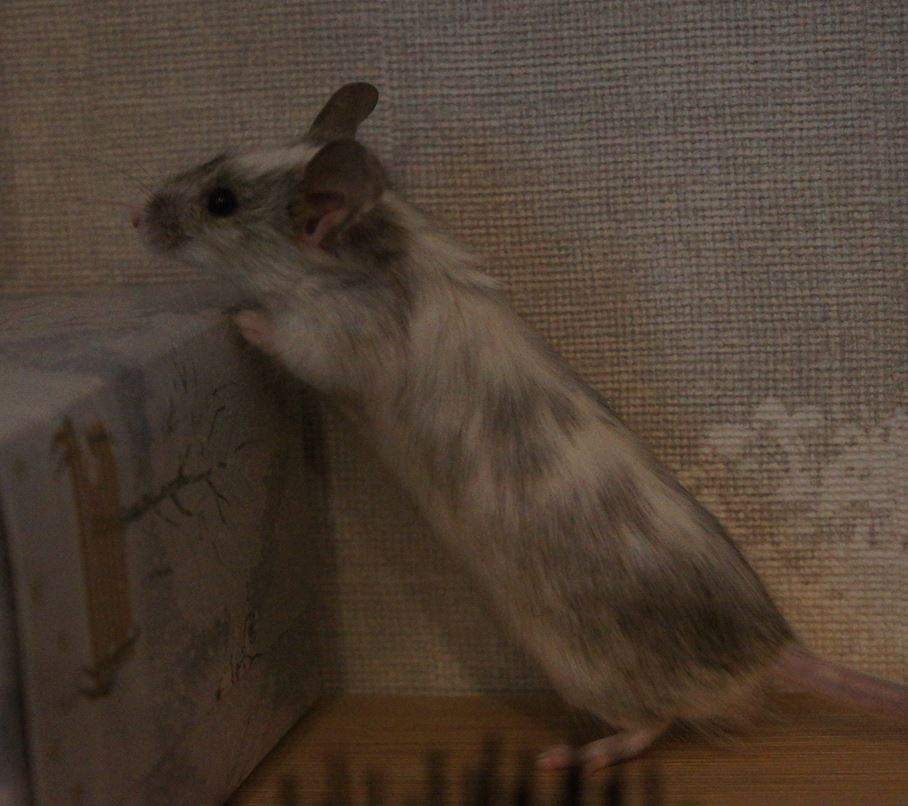 Fancy mouse Rehomed Mus musculus 