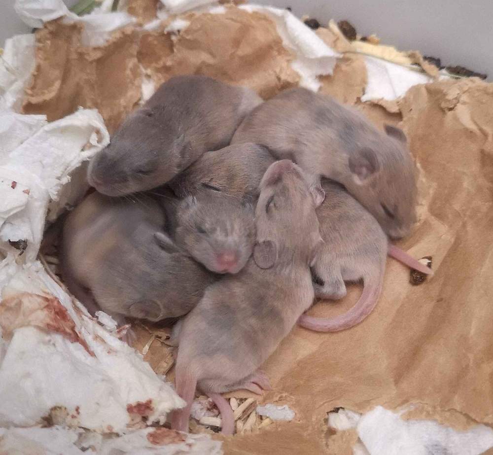 Fancy mouse Breeder Mus musculus 