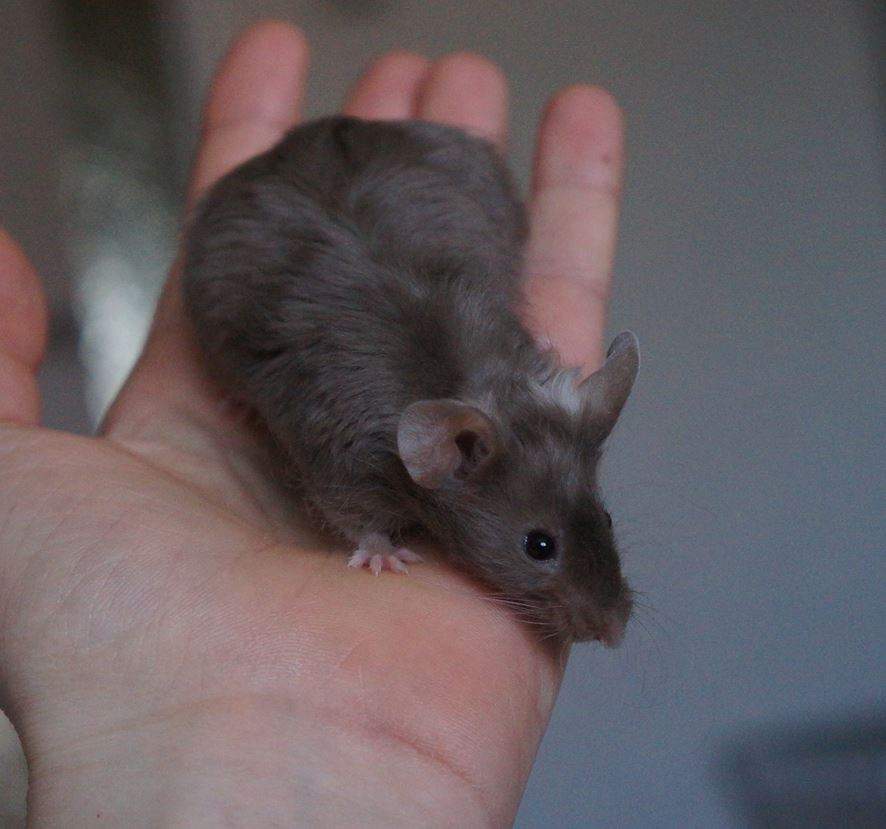 Fancy mouse Rehomed Mus musculus 