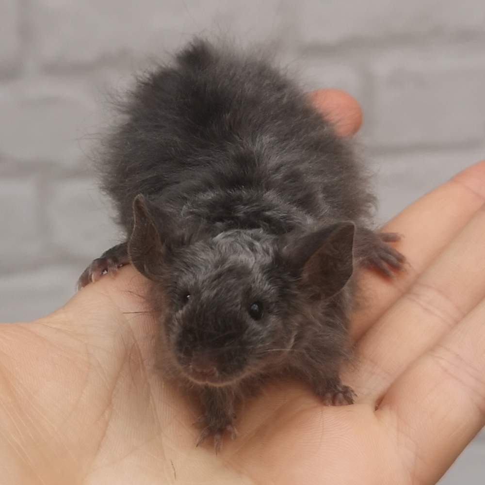 Fancy mouse Breeder Mus musculus 