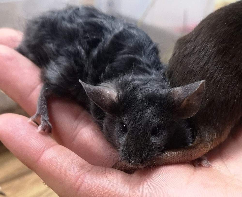 Fancy mouse Deceased Mus musculus 