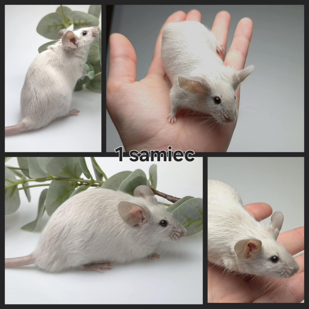 Fancy mouse Rehomed Mus musculus 