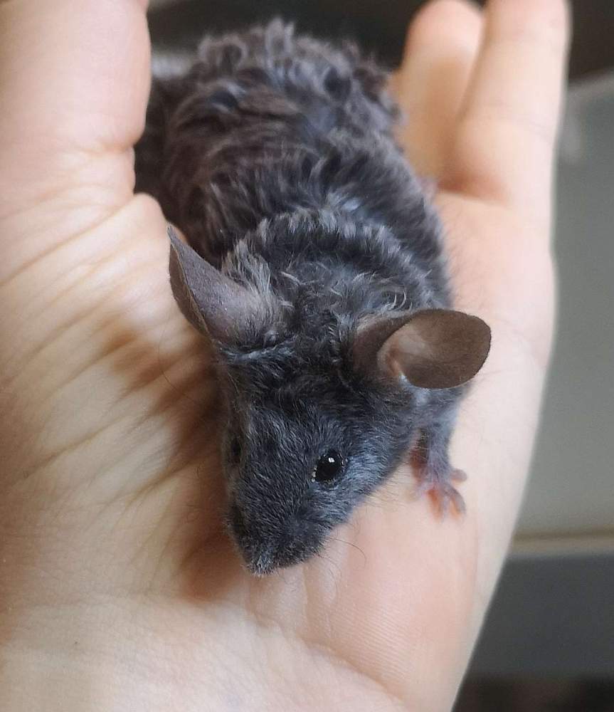 Fancy mouse Breeder Mus musculus 