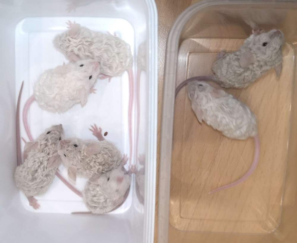 Fancy mouse Breeder Mus musculus 