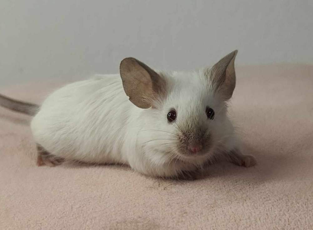 Fancy mouse Pet only Mus musculus 