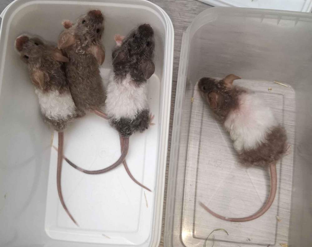 Fancy mouse Breeder Mus musculus 