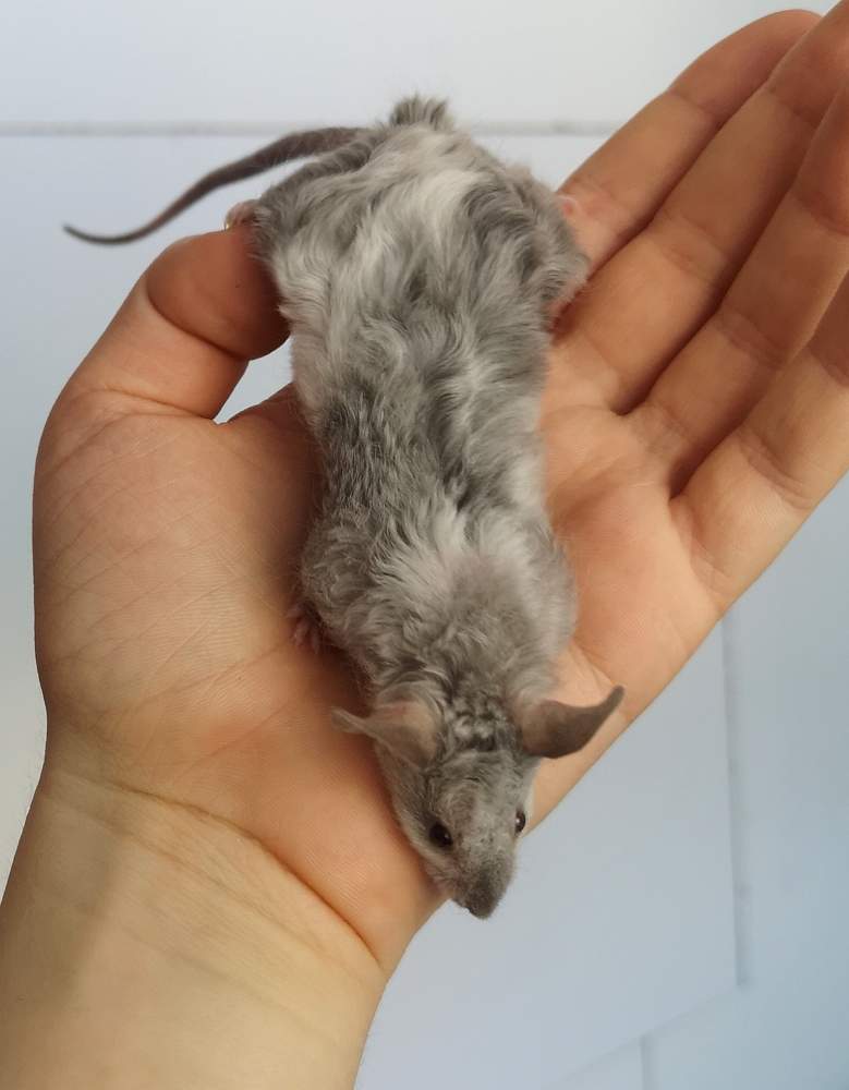 Fancy mouse Rehomed Mus musculus 