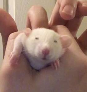 Fancy rat Pet only Rattus norvegicus 